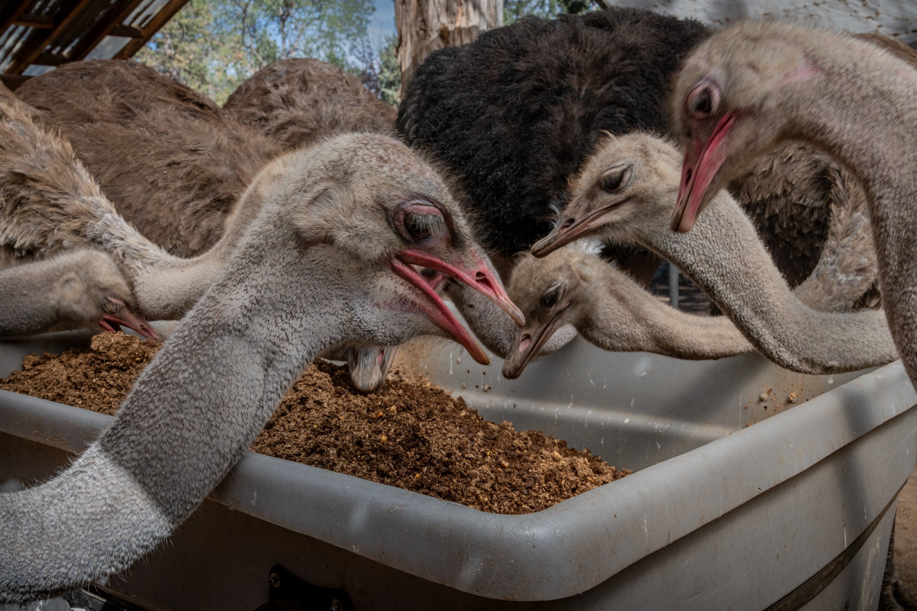 🐄 낙농왕국 오라체 이미지 6